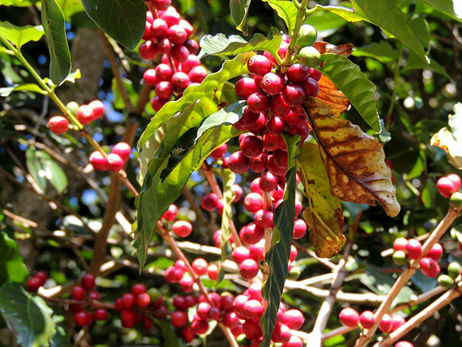 galeria-2 #PraCegoVer Pé de café no Distrito de Ferreiras próximo ao município de São Gonçalo do Sapucaí - Sul de Minas - Crédito: Albinati Specialty Coffees - Arquivo Facebook